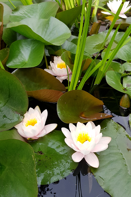 MicrosoftTeams-image (10).png